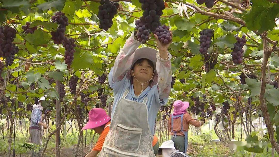 安龙依托现代农业设施打造精品水果基地