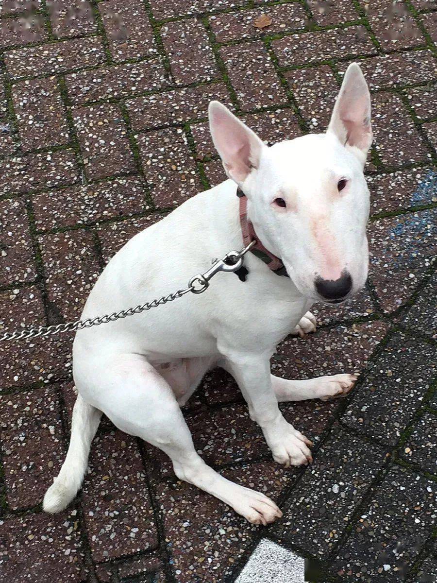 为什么要养牛头梗这里有每个人心中的理由