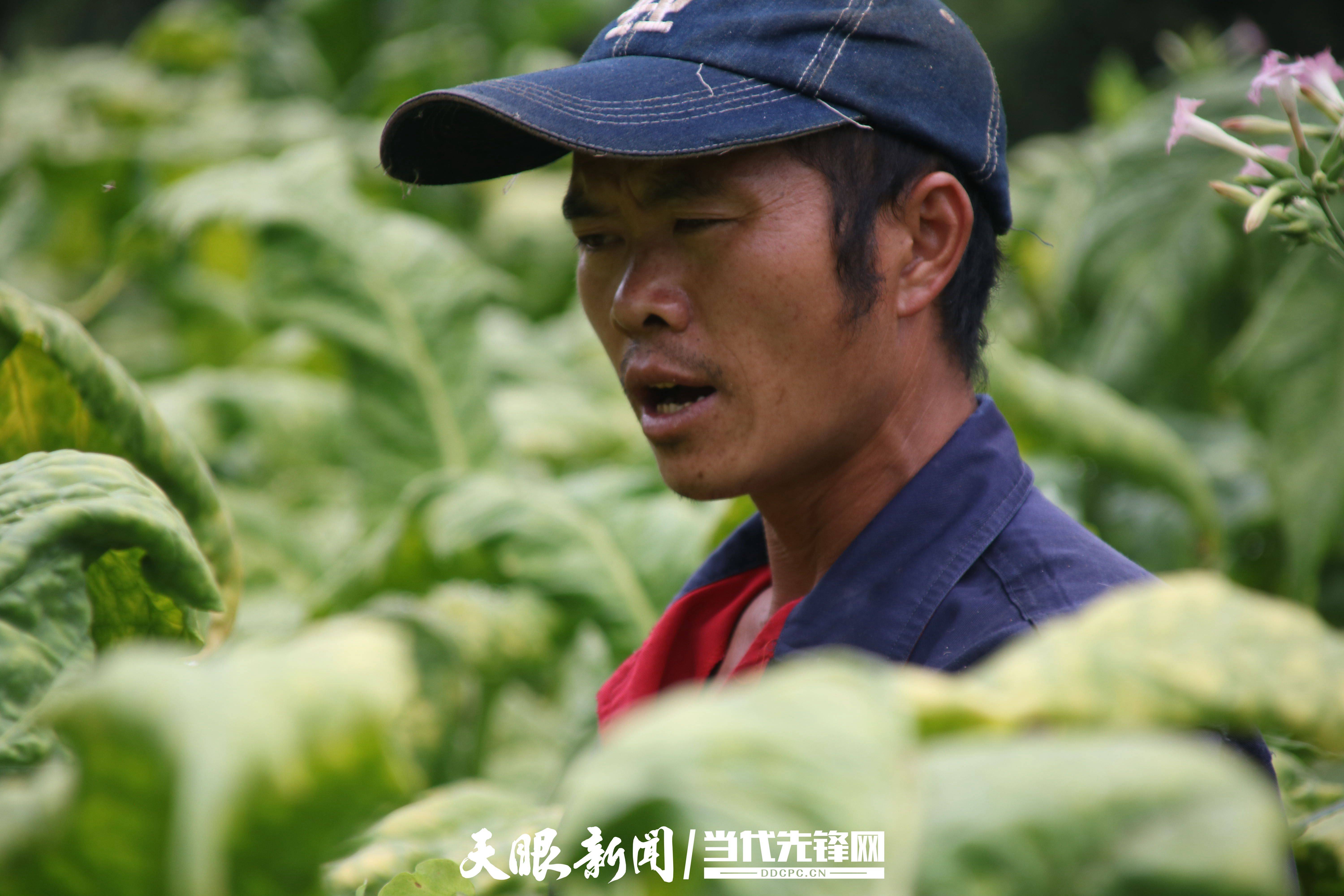 走進納雍縣樂治鎮塘邊村,沿路皆是綠油油的烤煙,菸農穿插烤煙地裡採收