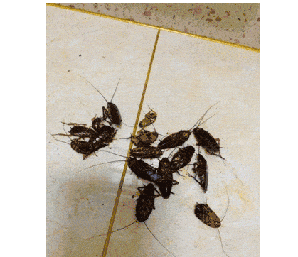 南方蟑螂可以有多吓人?