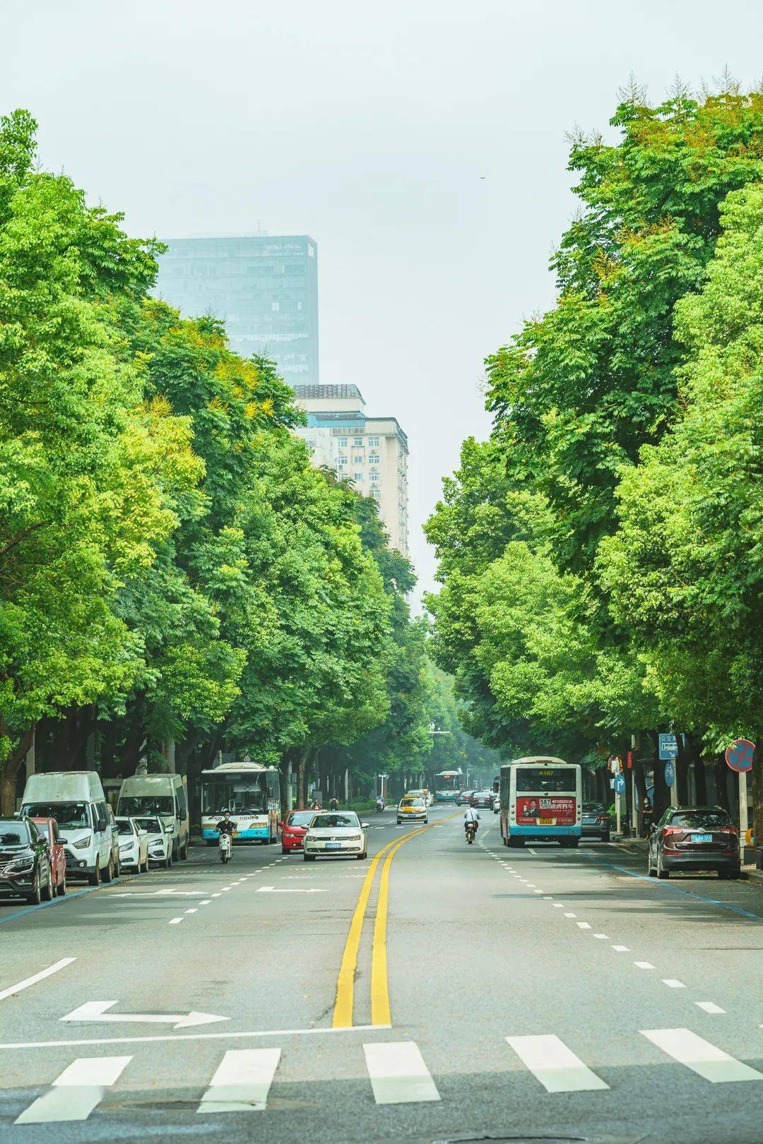 武汉十大最美林荫路出炉,你家门口有吗?_评选