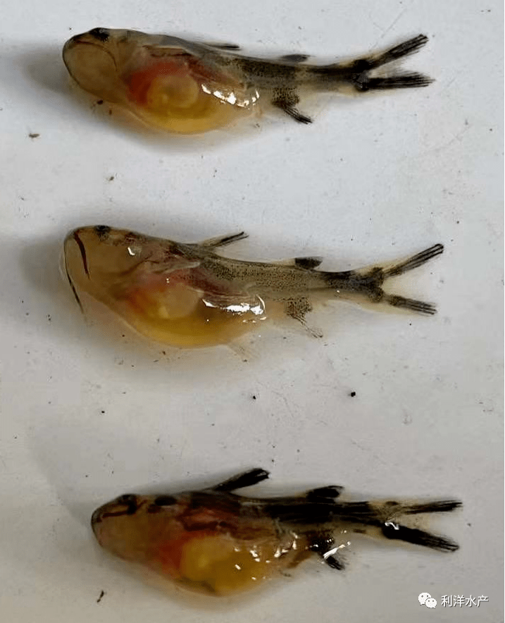 魚類專題黃顙魚養殖的絆腳石腹水病