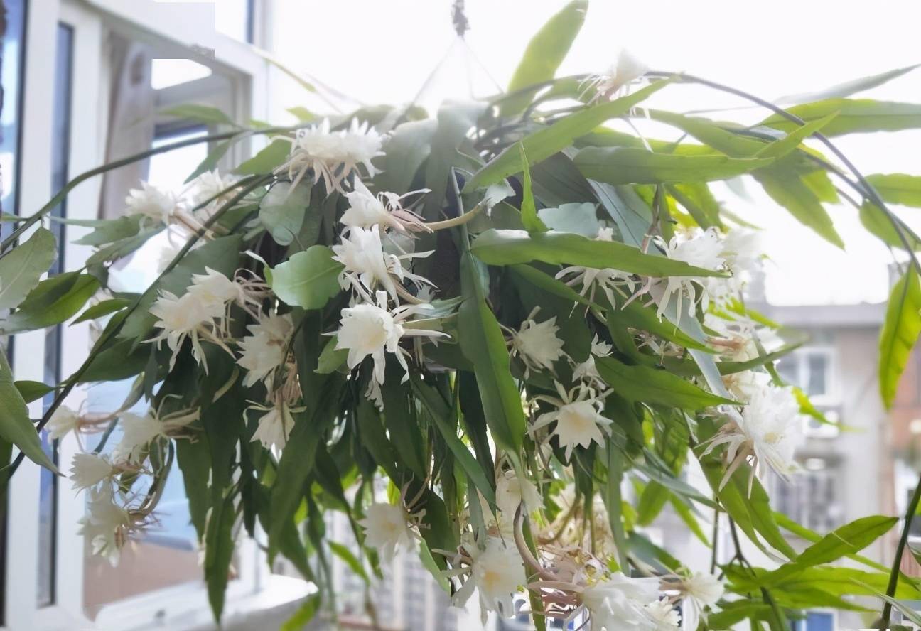 养好昙花要注意什么?记住3点,当年开花,叶色浓绿枝叶多_盆栽