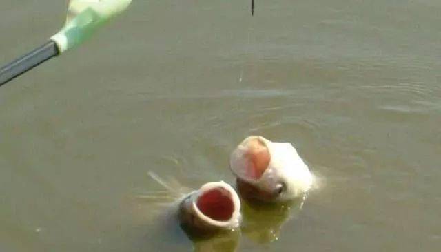 防挂底鱼钩 f44e9f89db024dc9b19b3bf957767a4a.jpeg