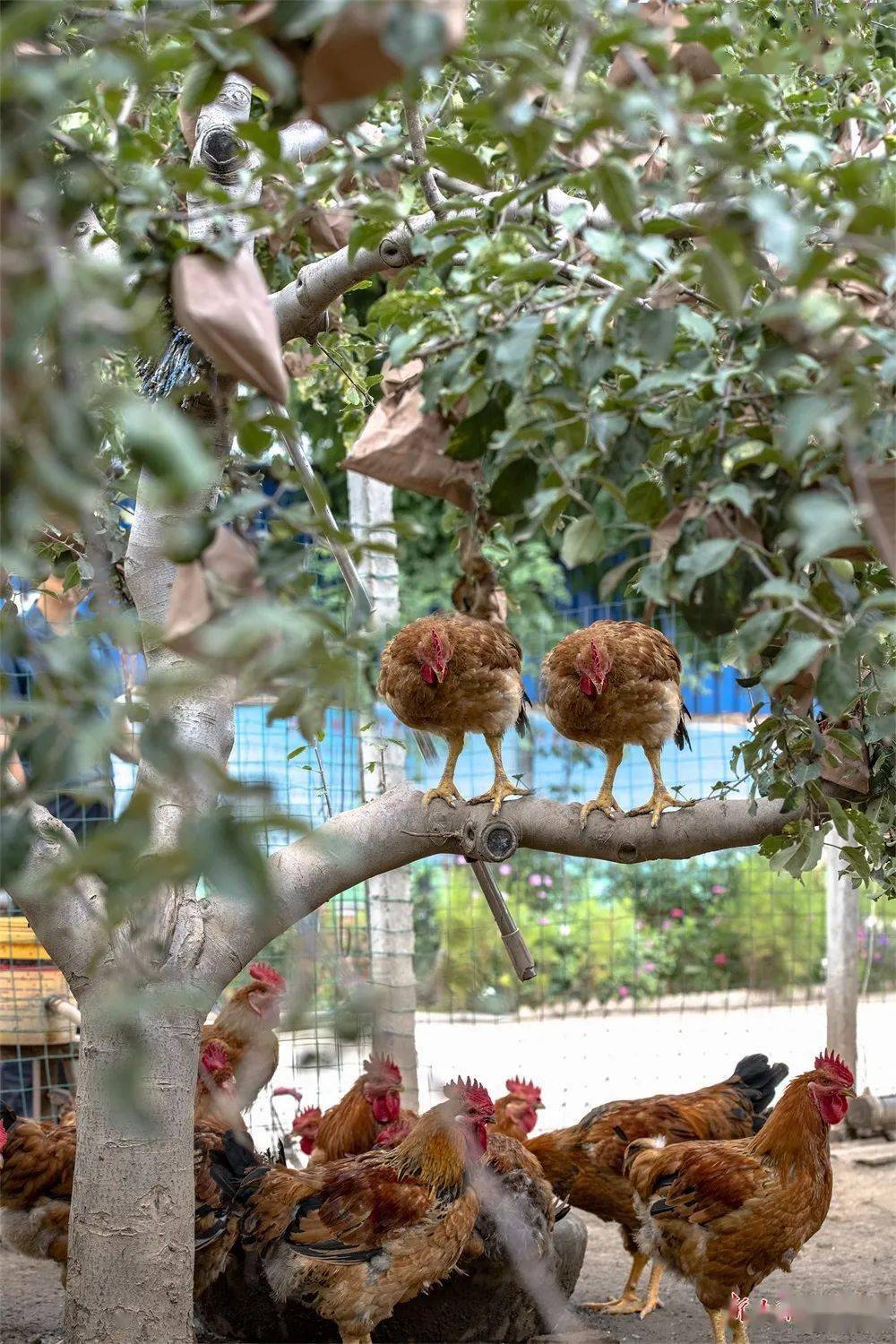 南山区西丽平山村鸡图片