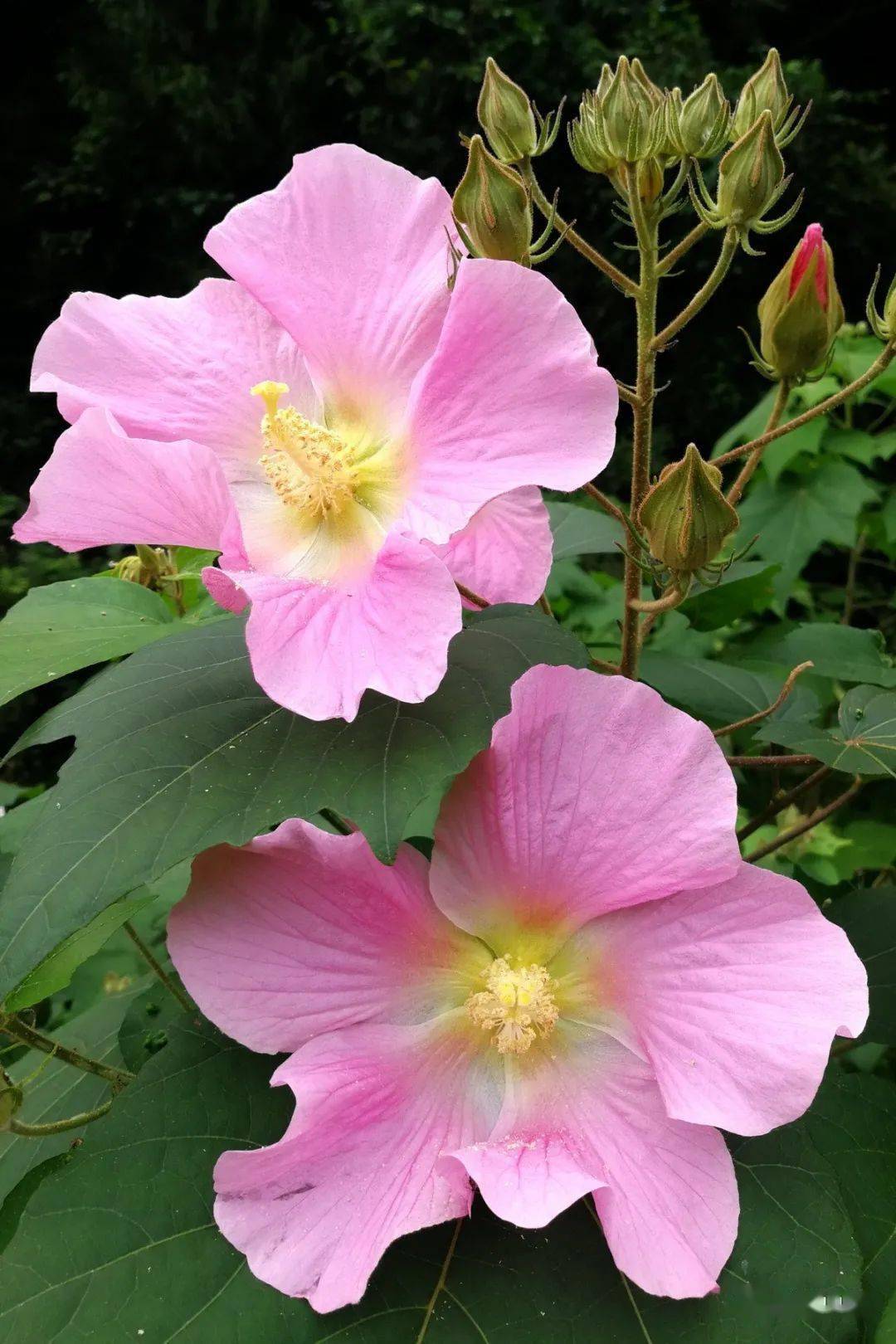 鲜花山谷里品种不同的单瓣芙蓉花