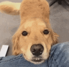 狗子喝酸奶亲女儿舔盖有狗之后我的家庭地位大不如前