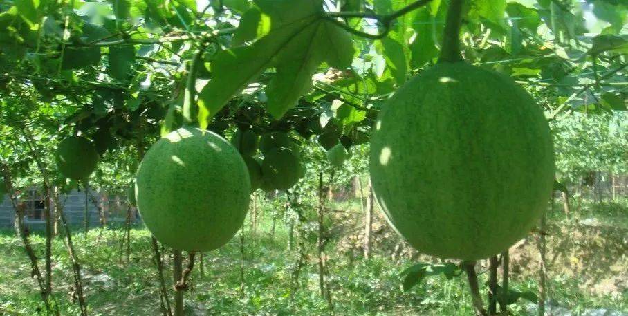 瓜蒌,又称为 栝楼,是葫芦科的植物,秋天成熟,采摘.
