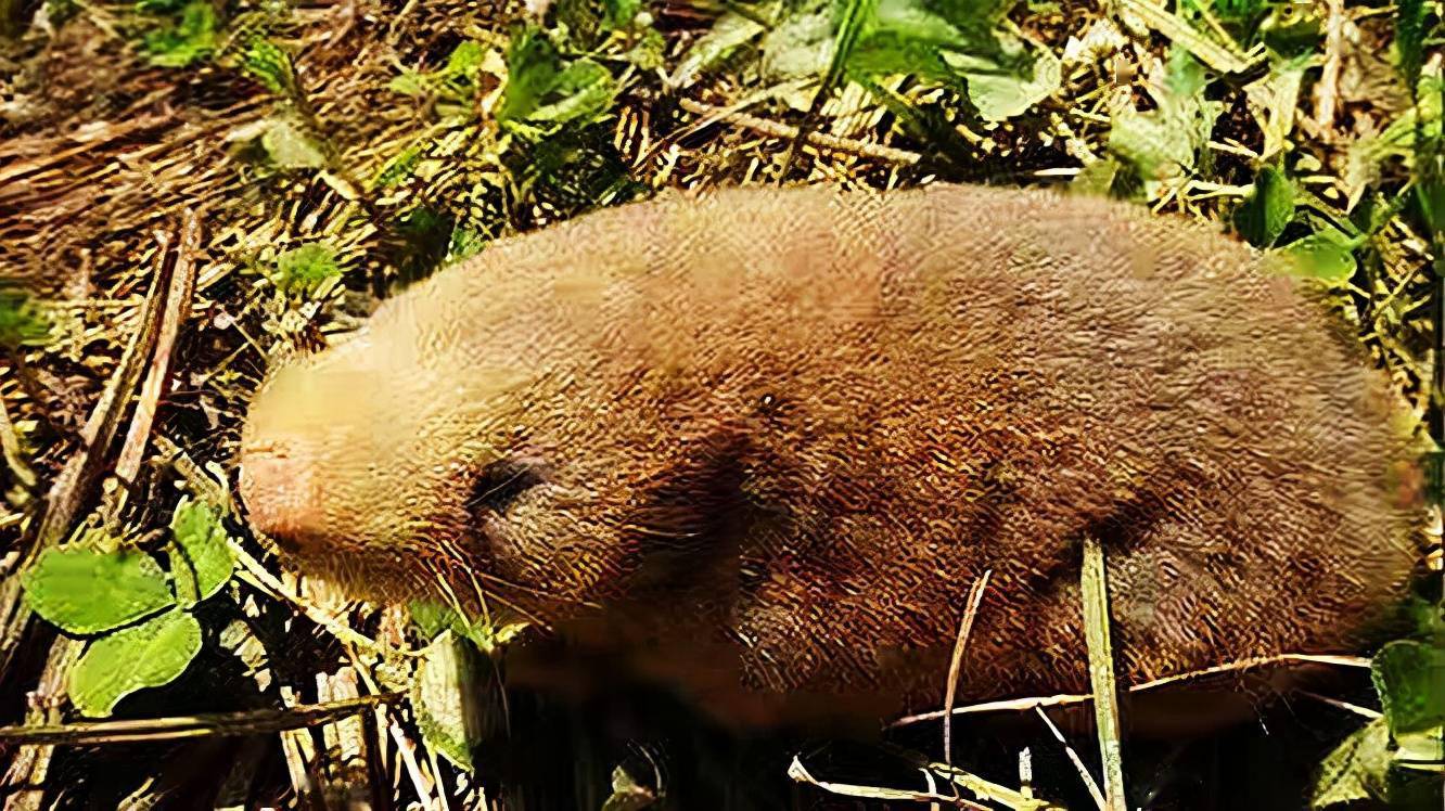 长相像老鼠外号叫地羊,破坏庄稼让人恨,骨头却是虎骨的替代品