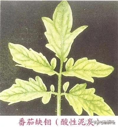 植物缺钼会有什么症状?如何补钼最有效?