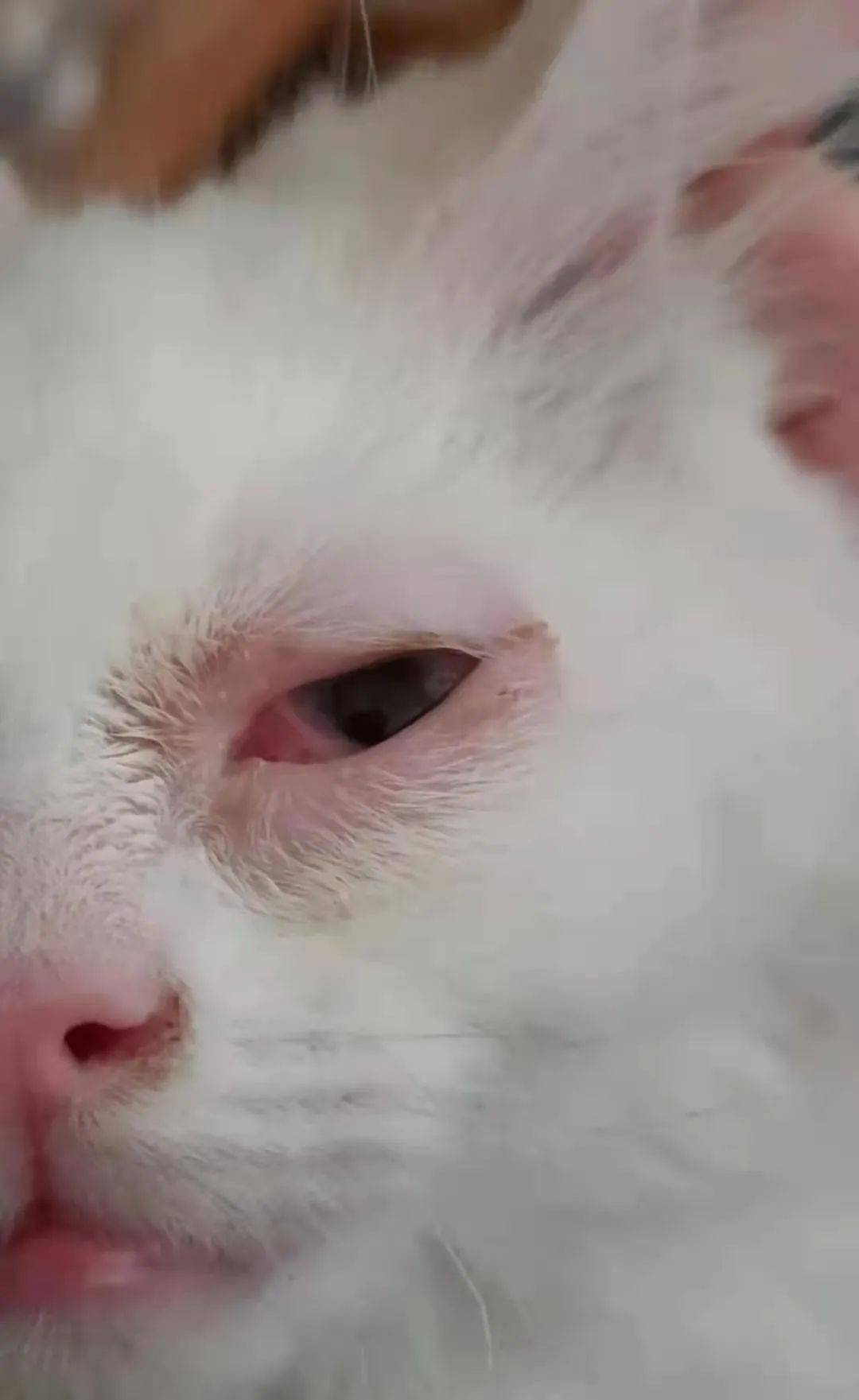 暹罗猫眼睛变红图片