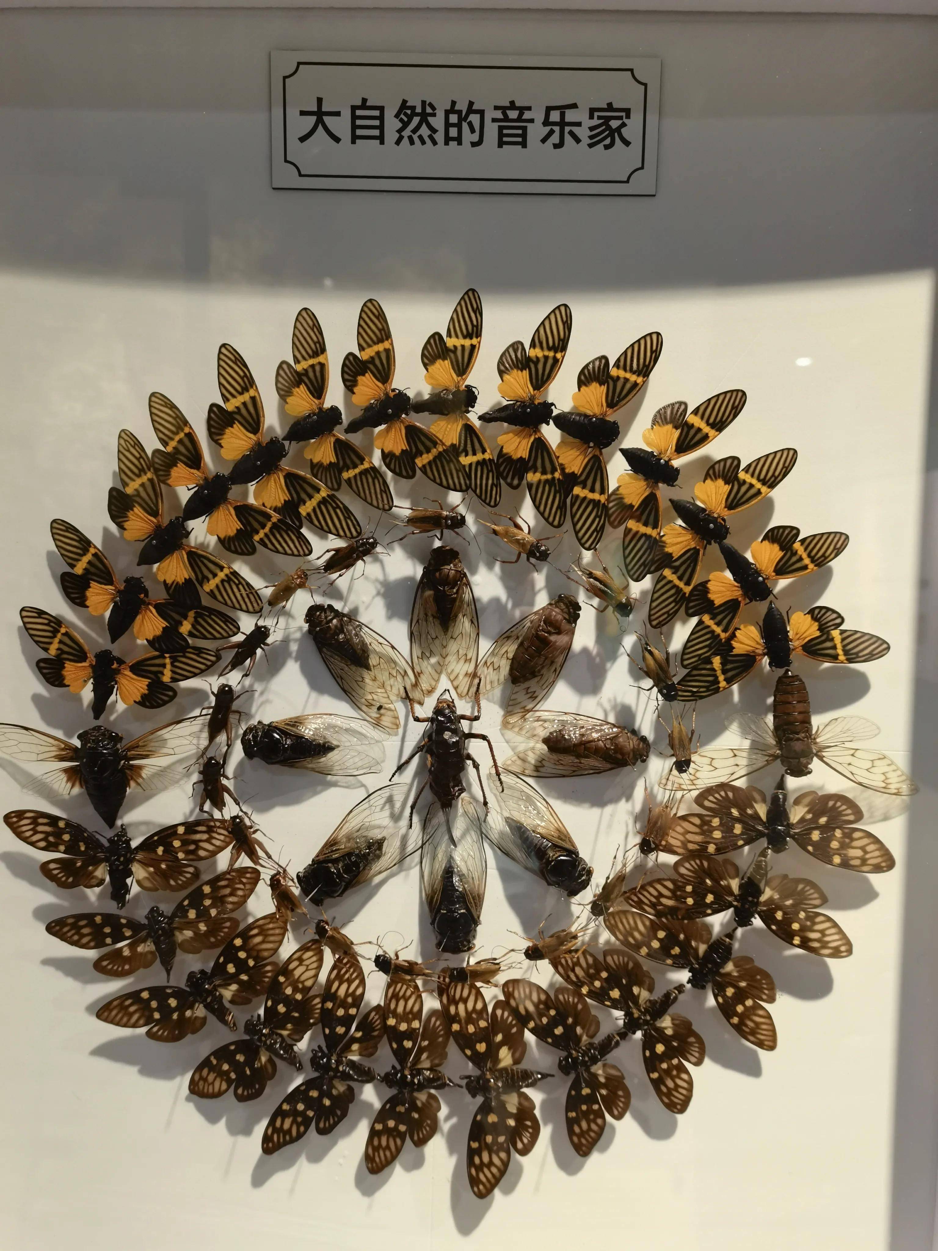 提升大众昆虫生物多样性保护意识,共同守护我们多姿多彩了的地球家园