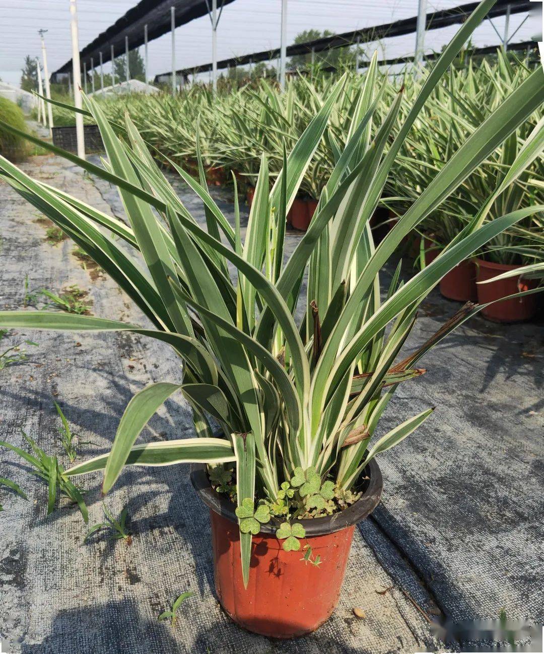 荚果蕨规格:2加仑佩兰规格:2加仑千屈菜规格:2加仑玉簪规格:150#/1