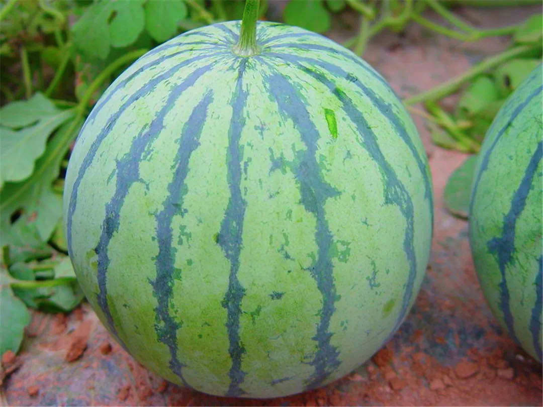 织金县大平乡:西瓜获丰收 群众笑开颜