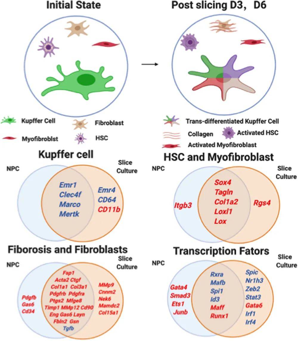 实验室吉林大学第一医院牛俊奇课题组揭秘肝脏kupffer细胞转分化