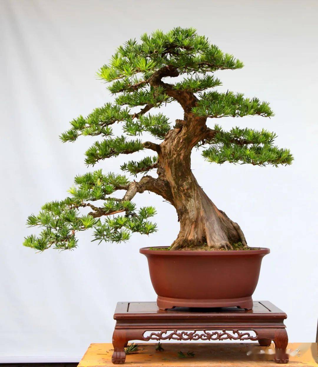 一起探索罗汉松盆景观潮的成型之路