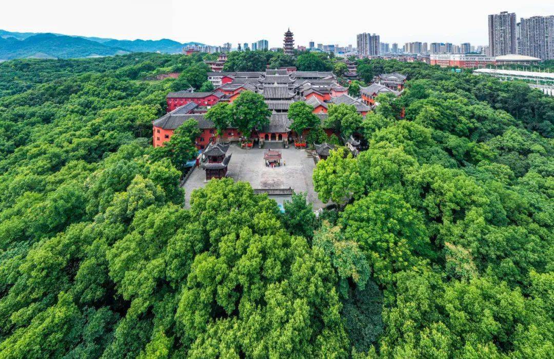 9月,来九龙坡捕捉你的绿色小确幸