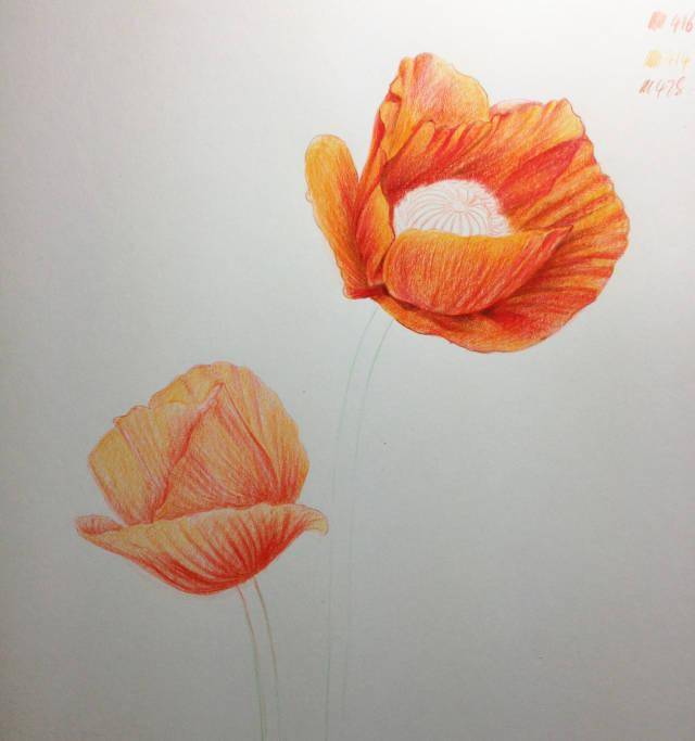 罂粟花简笔画彩色图片