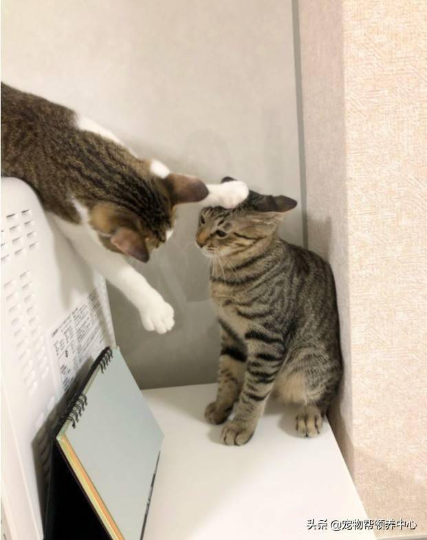 狸花猫被当垫脚石竟一脸习以为常 好朋友就是用来 欺负 的 时候