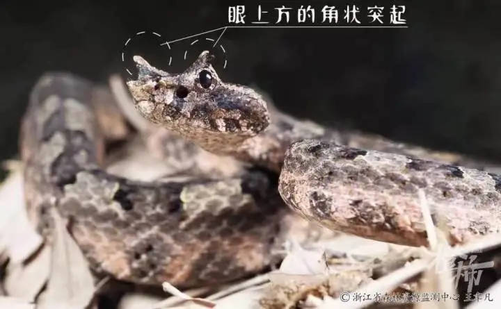 时隔7年浙江再次发现龙角奇蛇长相奇特有剧毒行踪向来很隐秘