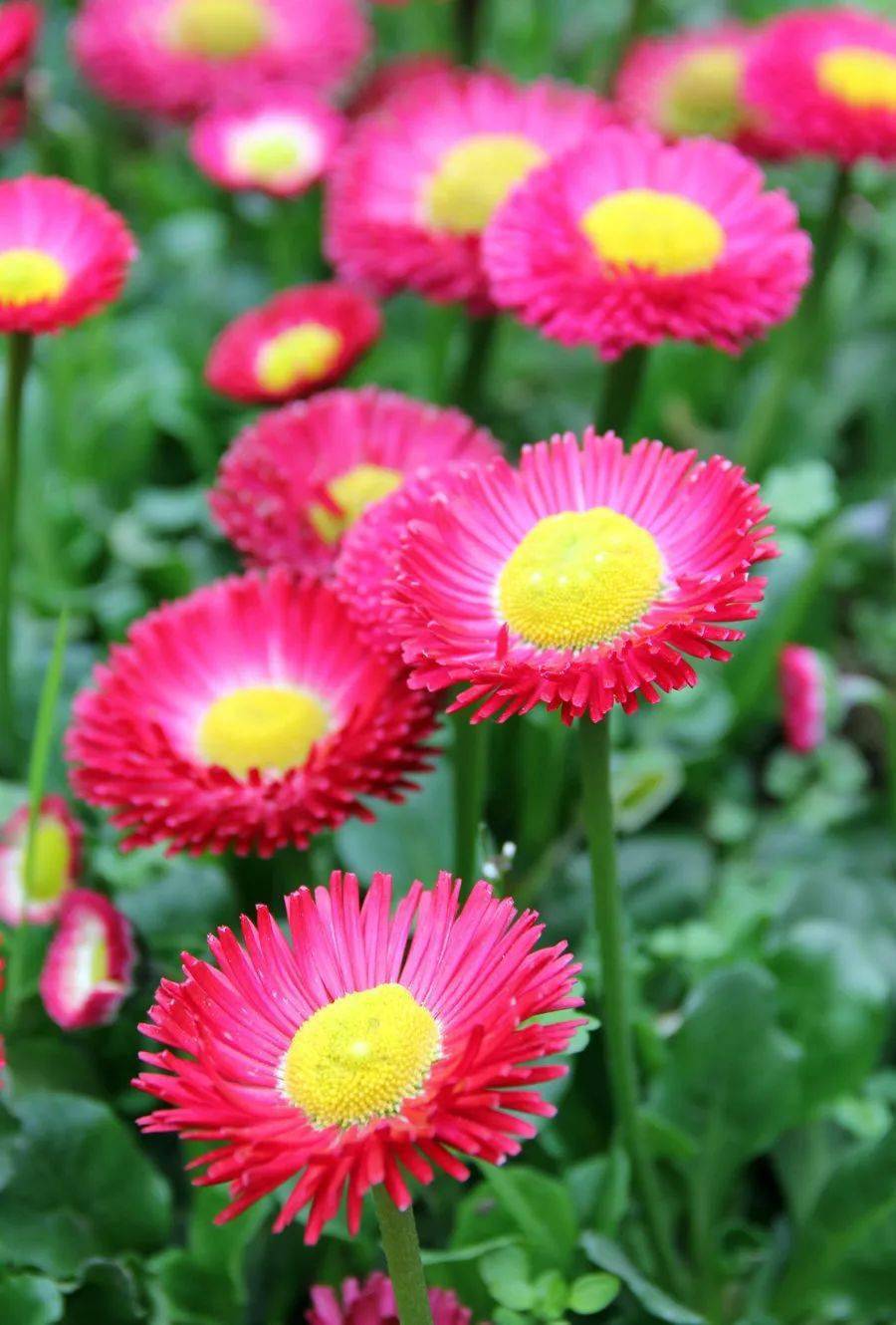 9月开学季!送你三种青春之花,祝开学快乐