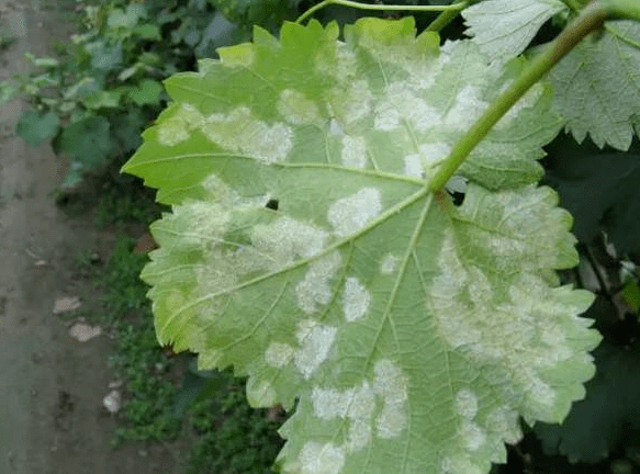 植保葡萄霜黴病綠色防治方法讓霜黴病防治不再難