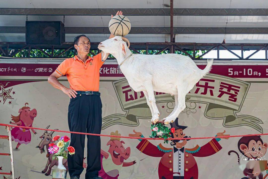 开学特惠深圳这个避暑宝地低至199元戏水骑马摘果大人小孩玩到嗨