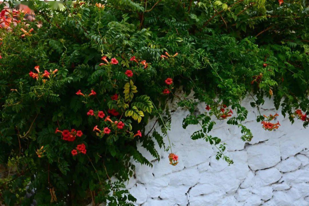 这些多彩藤蔓植物随便一株就能爬满墙头美翻十里八村