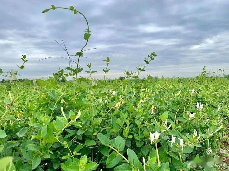 更以她的药用价值而著名,金银花只要一开花,花的花期时间长,直到身上