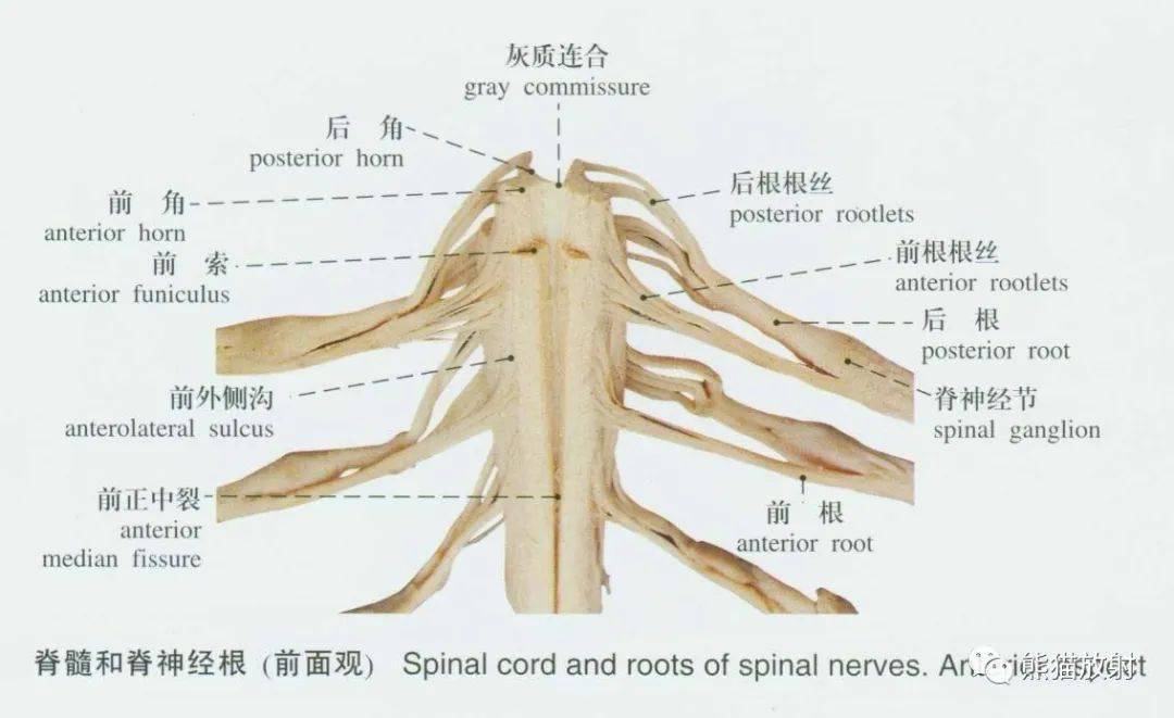 系統解剖標本圖譜丨脊髓,腦