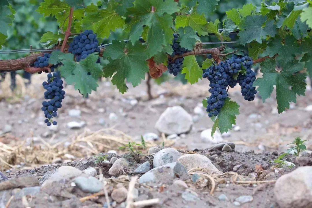 葡萄|周末好时光,沿着贺兰山东麓寻源、探秘、品鉴,来一场与众不同的酒庄之旅!