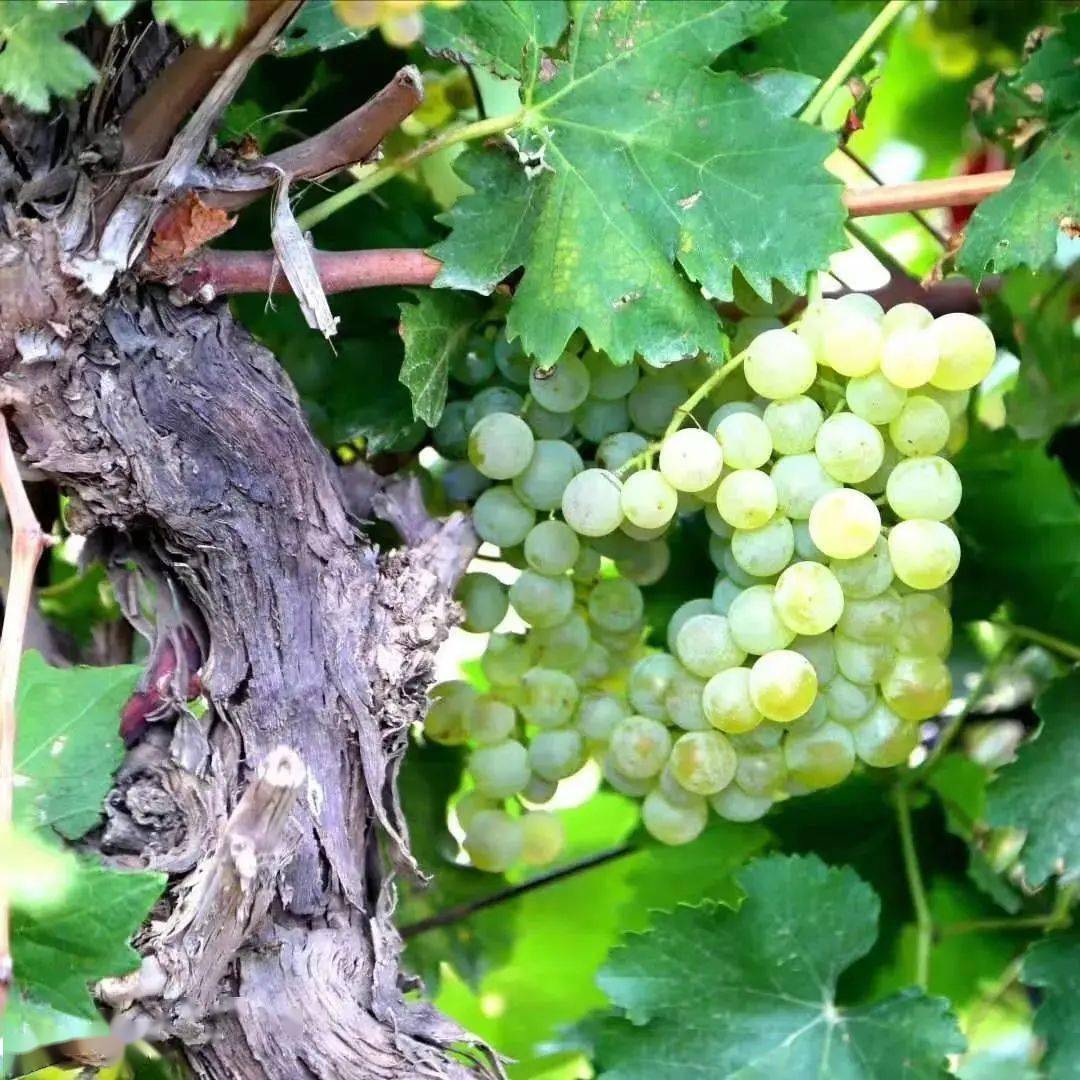 葡萄|周末好时光,沿着贺兰山东麓寻源、探秘、品鉴,来一场与众不同的酒庄之旅!