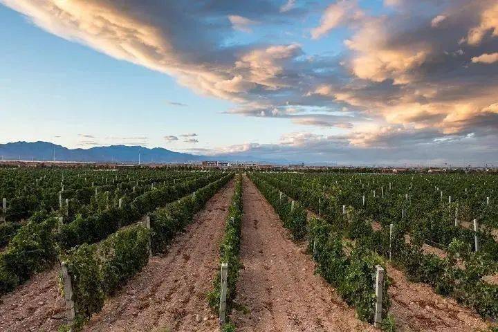 葡萄|周末好时光,沿着贺兰山东麓寻源、探秘、品鉴,来一场与众不同的酒庄之旅!