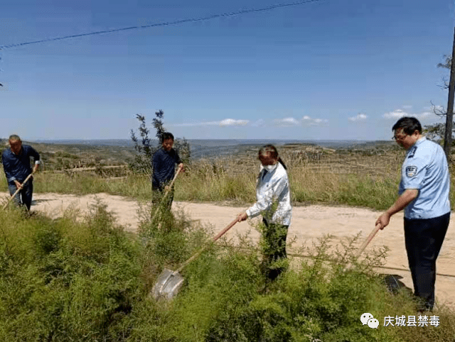 庆城县高楼镇多举措开展禁种铲毒踏查活动