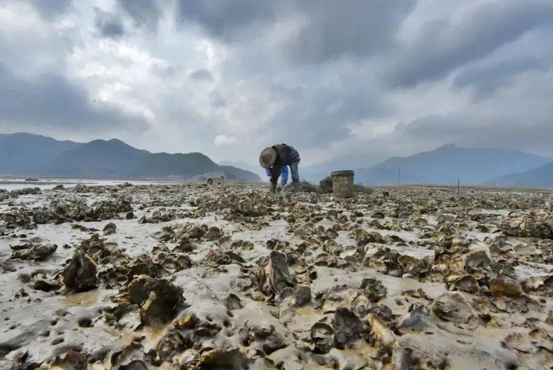 靠近深水岩石上的牡蛎,不易被人挖取,年长日久,生长较大有形如草鞋,故