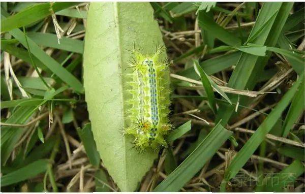 探索 这些生活在环城绿带中的昆虫 你认识吗 害虫