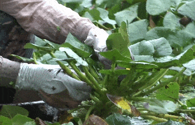 以及与周围植物,与人类的关系等,帮助他们全面了解秋季时令动植物