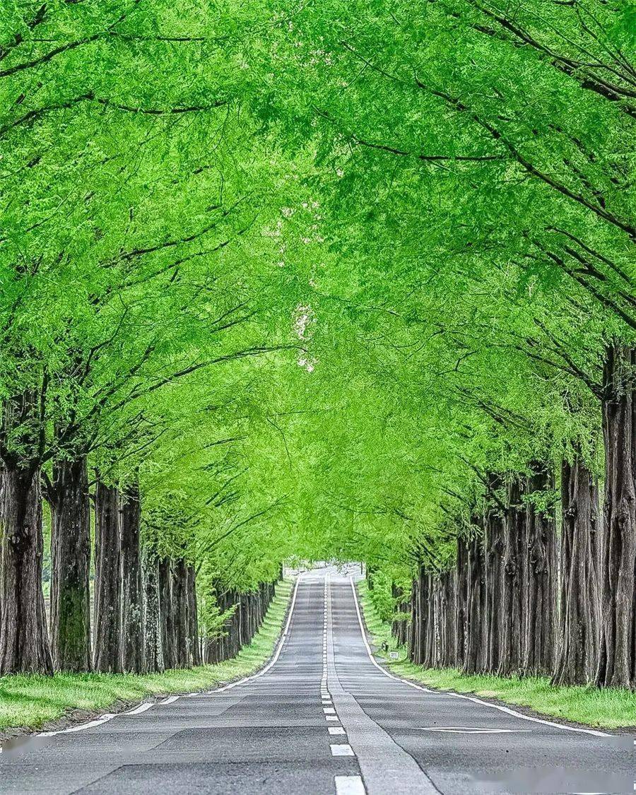 树下,路上
