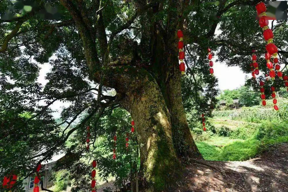 中国最贵的三棵树,一棵配有警卫,一棵投保1个亿,还有一棵…_迎客松