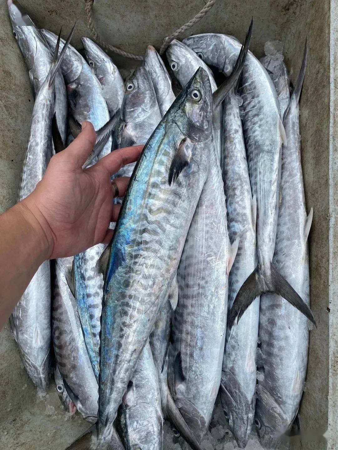 想吃东山海鲜,找它找它_马鲛鱼