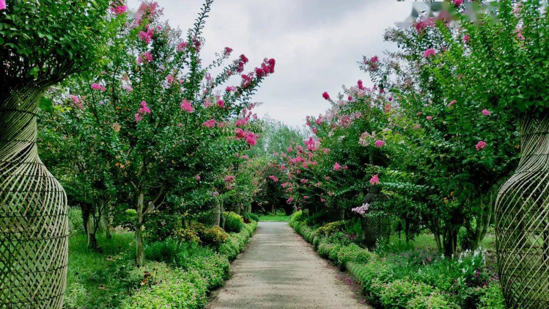 千年紫薇的綻放有多美?崇明這個公園裡正在