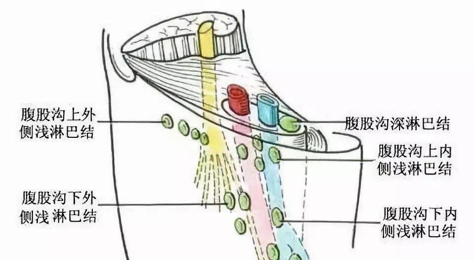 什么是人体最大的淋巴结 0ee05c39debd47259b6418a16714d2d4.jpeg