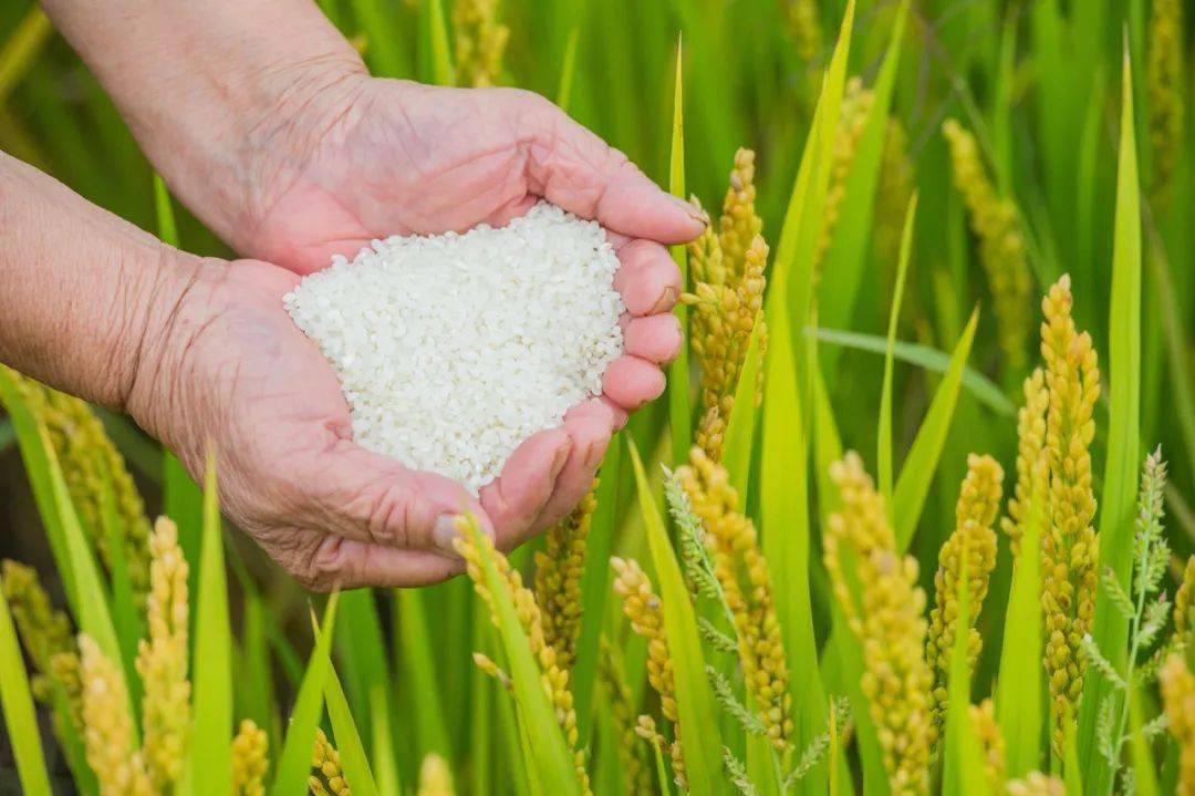 宁夏|宁夏是祖国西部的一块宝地