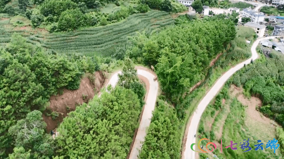 普洱短鼻家族象群的醉酒兄弟现身宁洱县德安乡