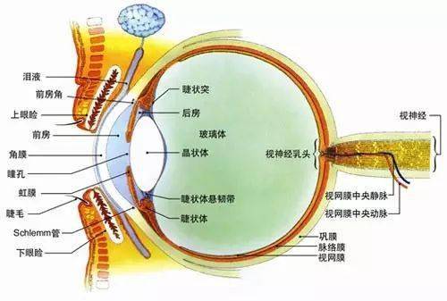 视觉的清晰度和角膜有很重要的关系