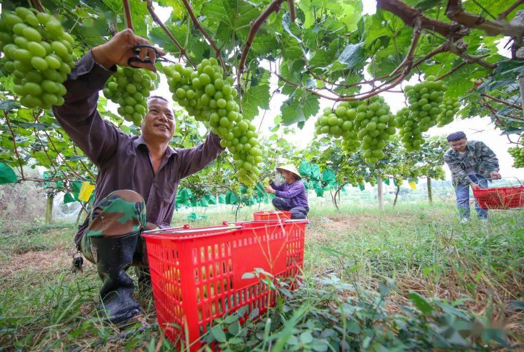 玉屏侗族自治县亚鱼乡沙子坳村种植的阳光玫瑰葡萄进入全面收获期