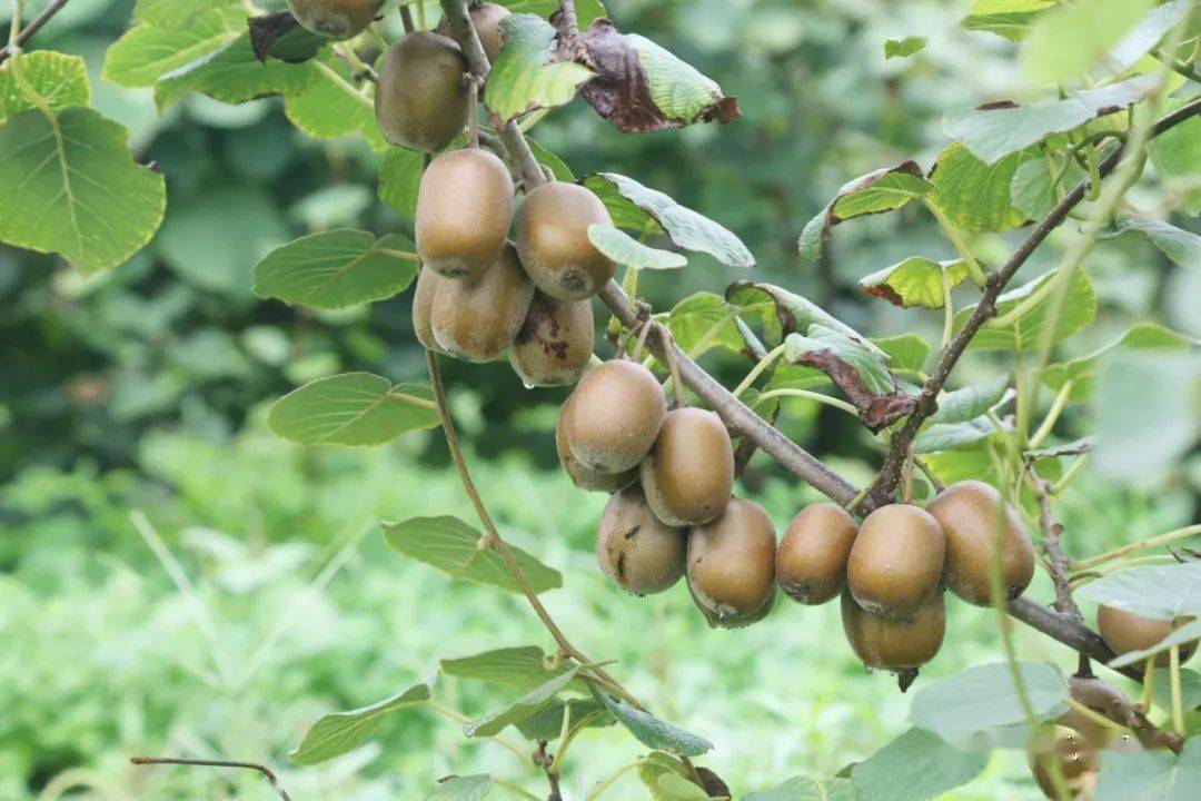 苹果能不能和香蕉放一块 58fd94f4e9af4d01bfde79fc0c3cd711.jpeg