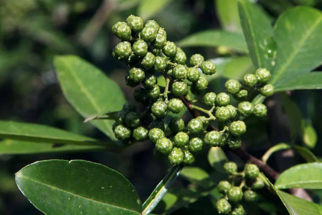 魯甸小花椒撐起鄉村振興大產業