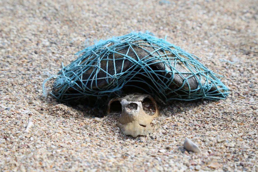 海龟吃塑料袋图片