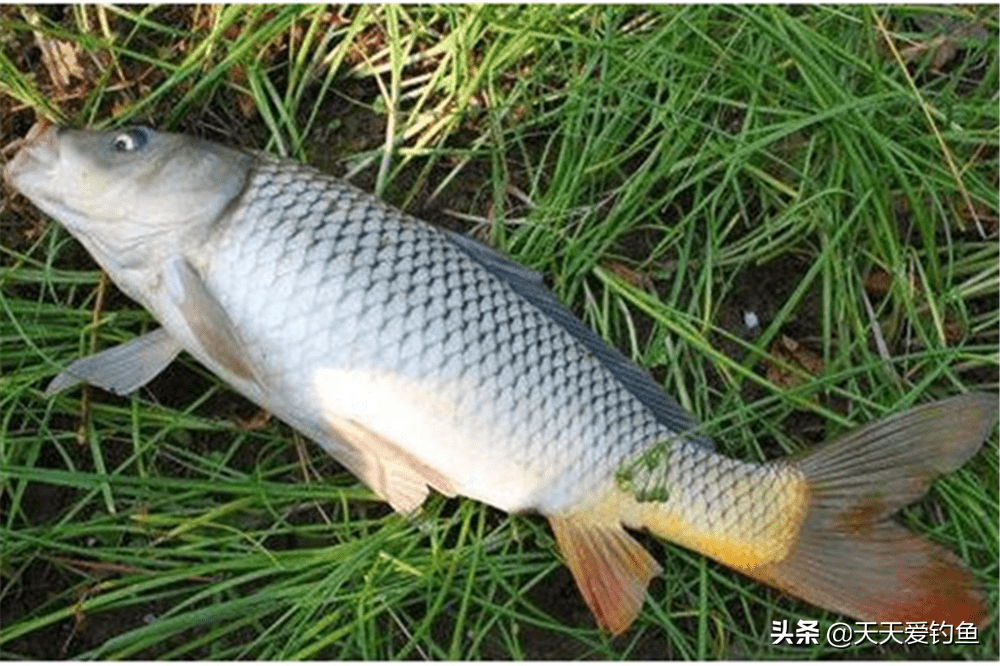 鱼多少水温开始活动 b3c55fbb7e9547d39b1ab7fe3585ed8b.png